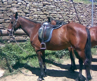 Uno de nuestros ejemplares equinos